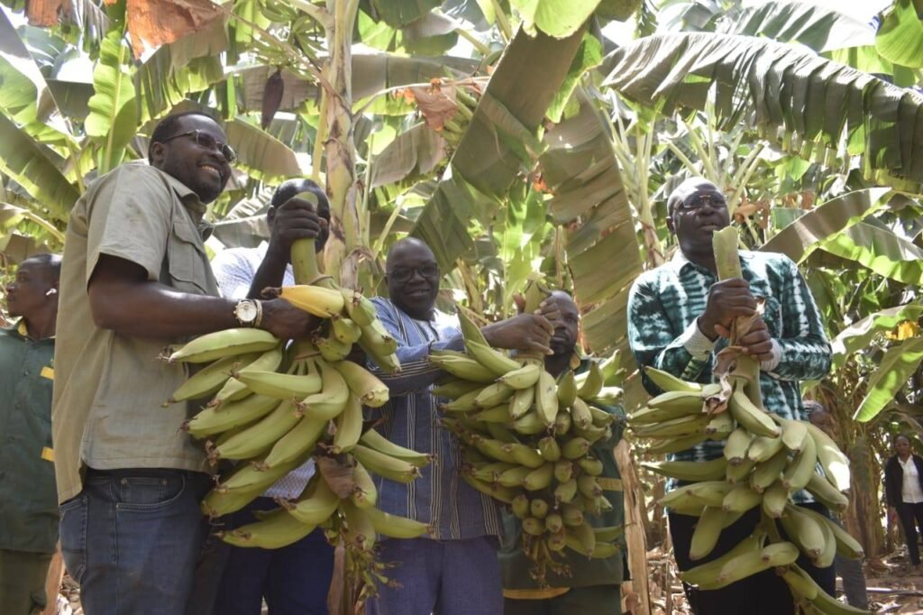 Burkina Faso : L’Initiative Présidentielle IP-P3A gagne le pari de la banane plantain à Nafasso