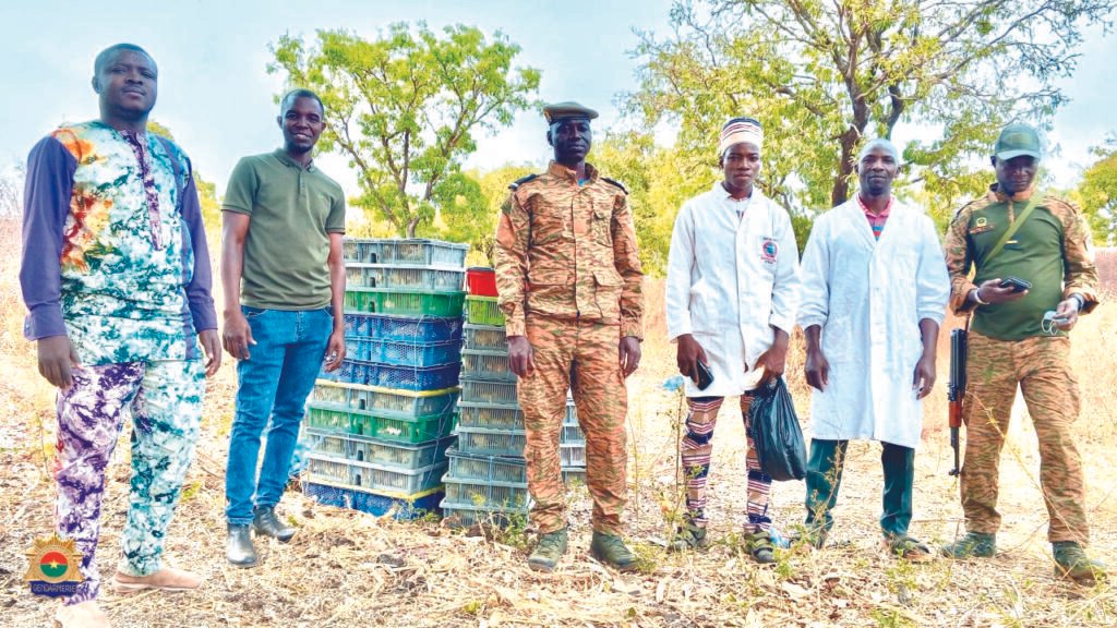 Gaoua:  6 000 poussins frauduleux saisis